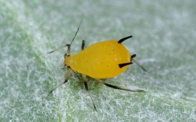 Oleander Aphid reference