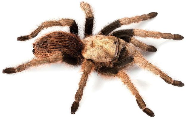 Desert Blonde Tarantula reference
