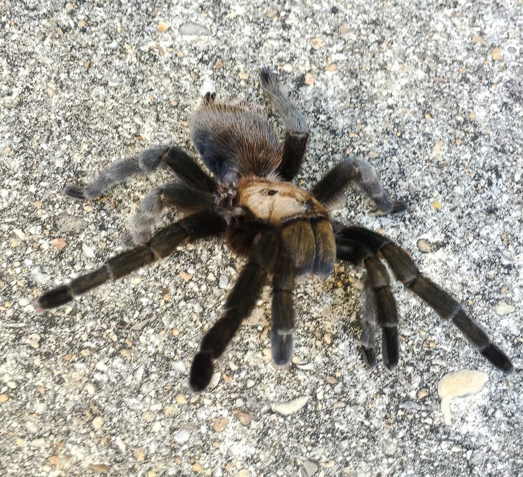 Missouri Tarantula reference