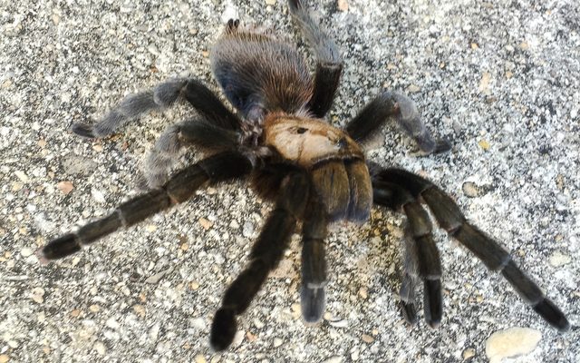 Texas Brown Tarantula reference