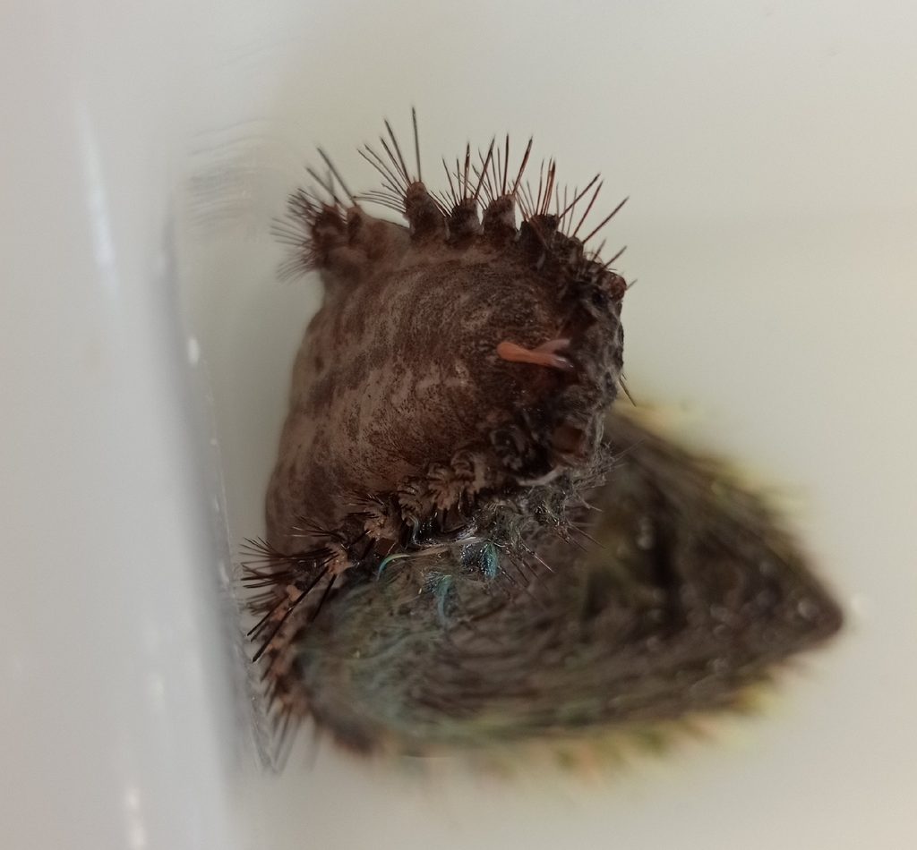 Aphrodita aculeata reference