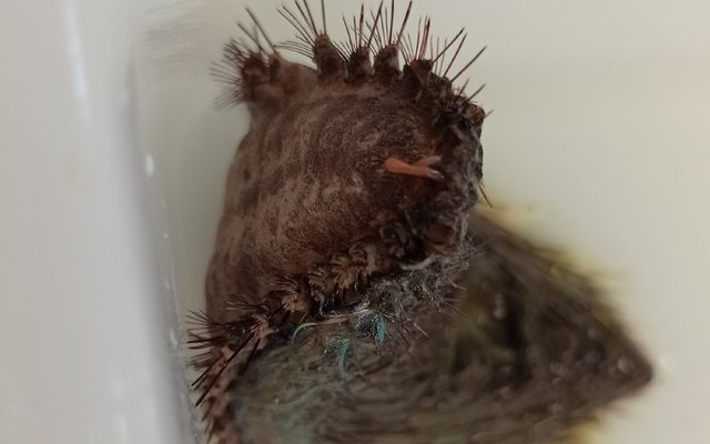 Sea Mouse reference