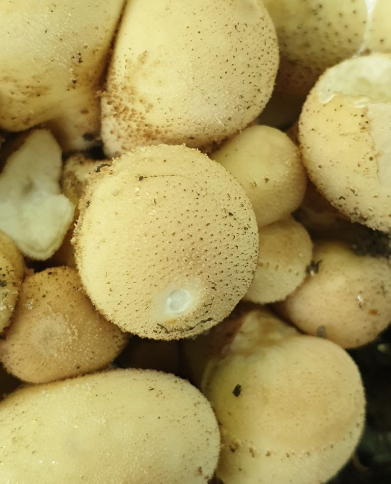 Pear-shaped Puffball reference