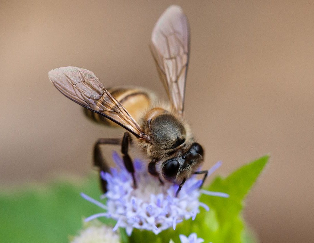 Eastern Honey Bee reference