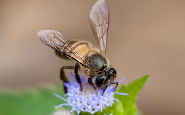Eastern Honey Bee reference