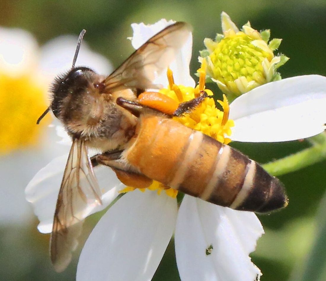 Giant Honey Bee reference