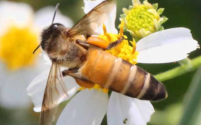 Giant Honey Bee reference