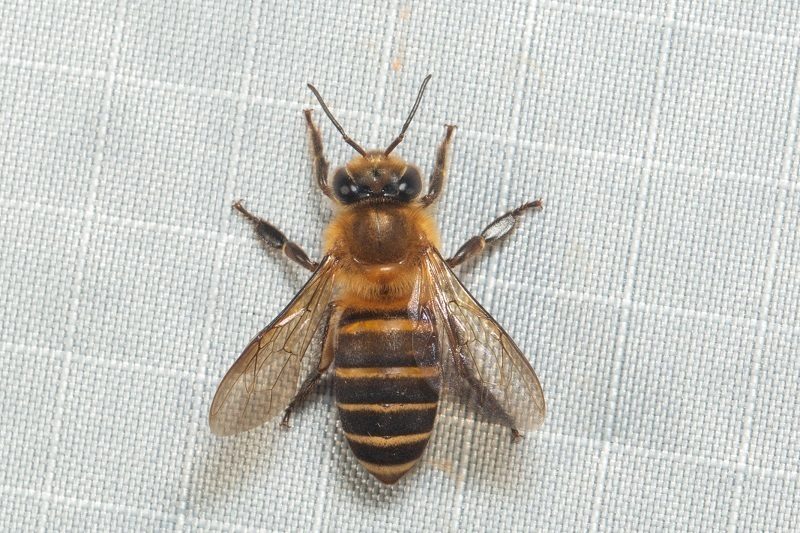 Koschevnikov's Honey Bee reference
