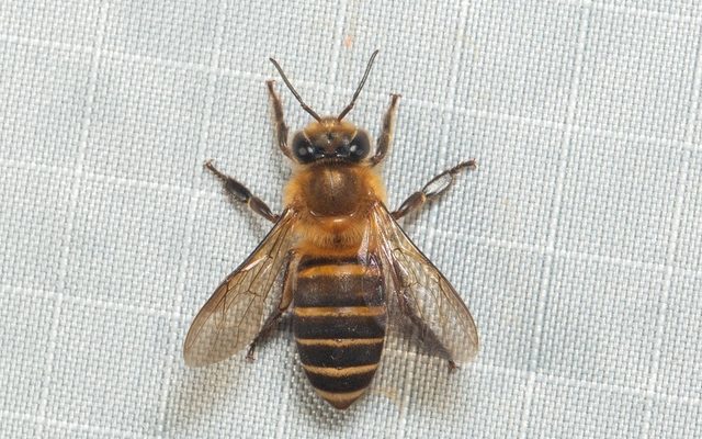 Sunda Honey Bee reference