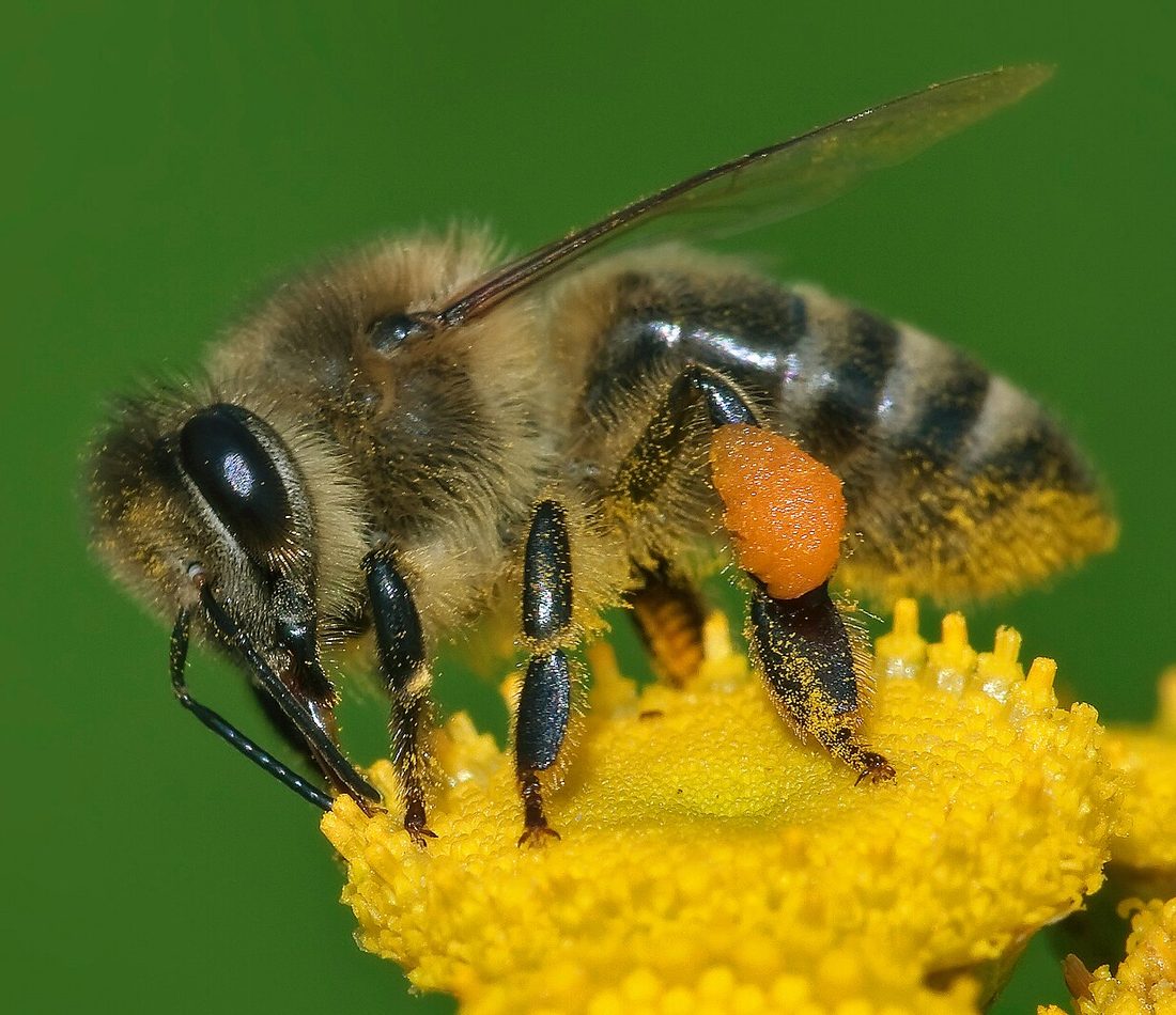 Western Honey Bee reference