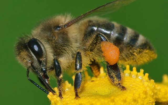 Western Honey Bee reference
