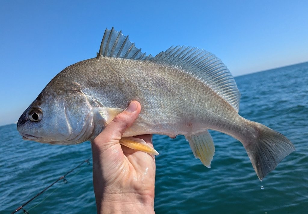 Freshwater Drum reference