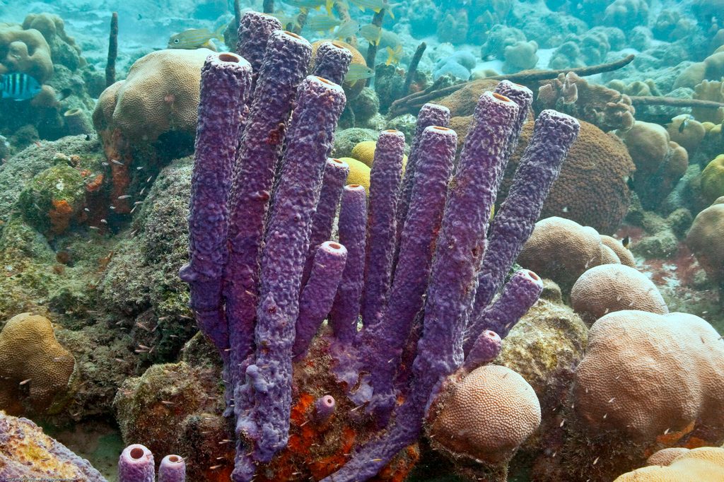 Stove-pipe Sponge reference