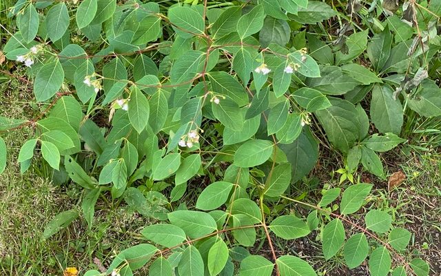 Spreading Dogbane reference