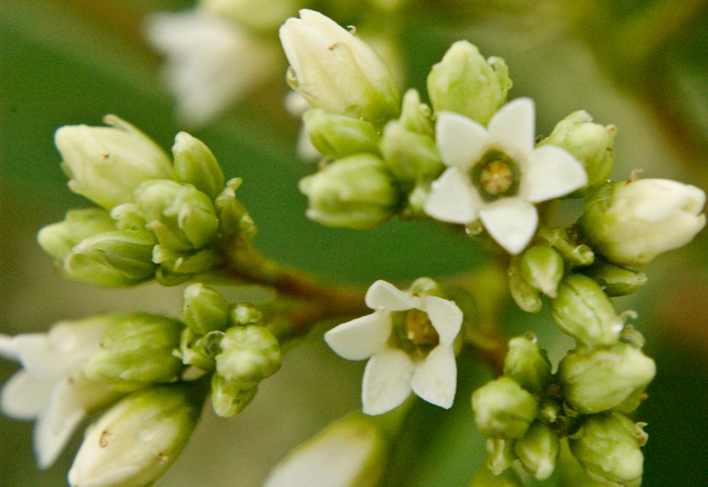 hemp dogbane reference