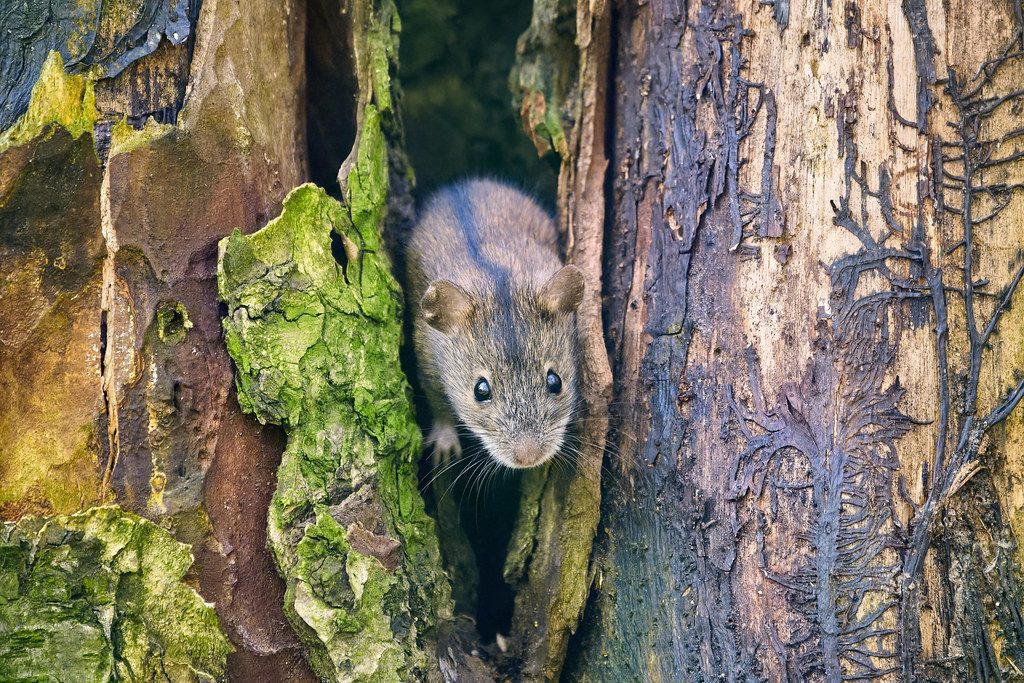 Striped Field Mouse reference