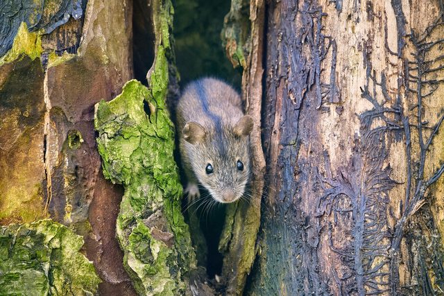 Striped Field Mouse reference