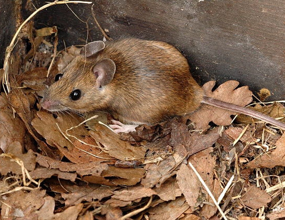 Yellow-necked Field Mouse reference