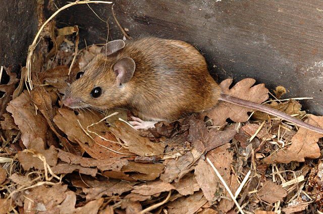 Yellow-necked Mouse reference