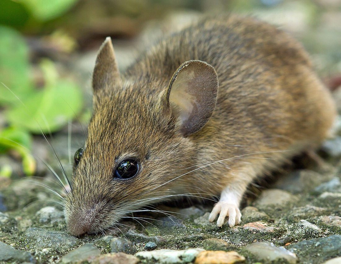Wood Mouse reference