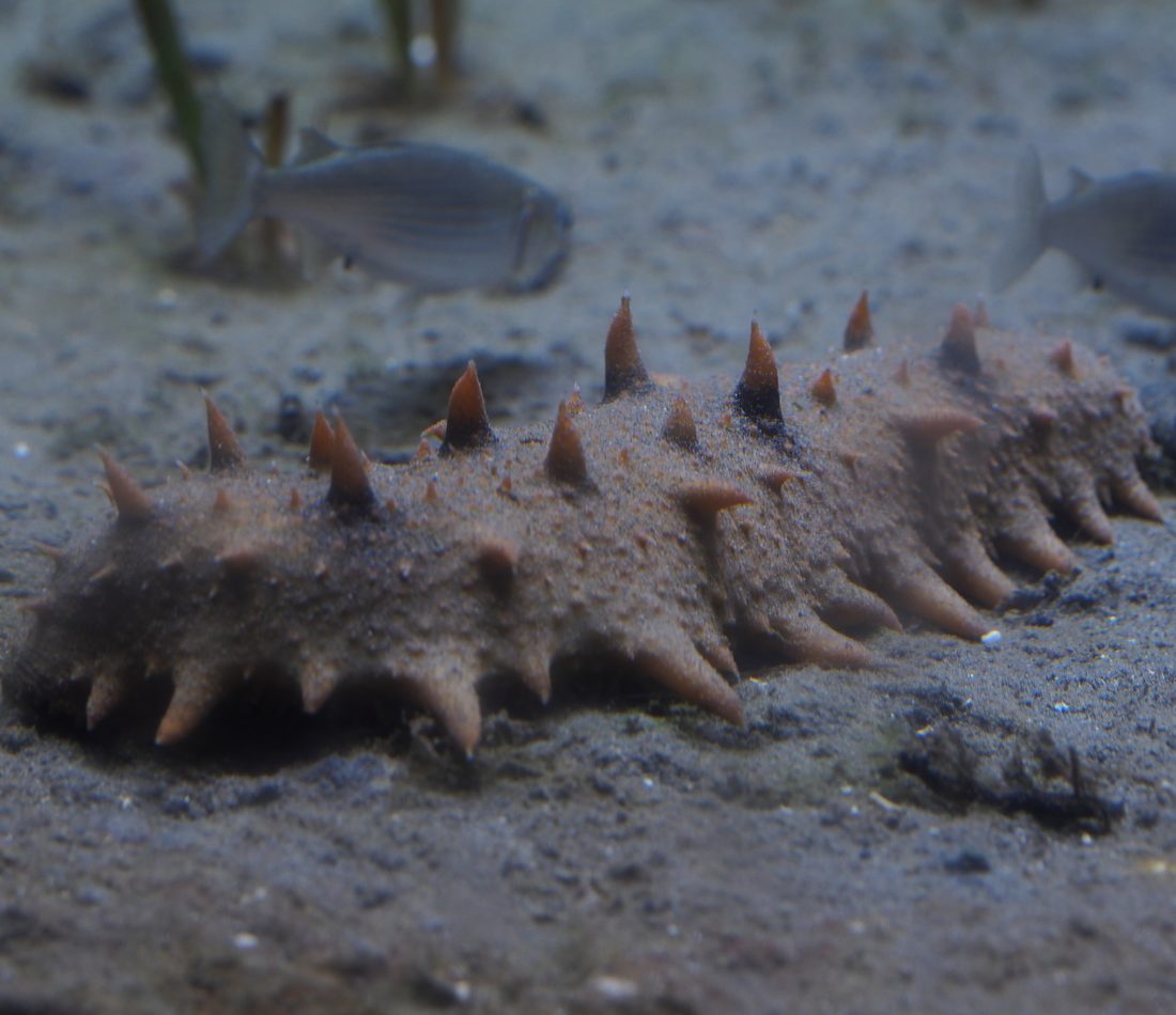 Japanese Sea Cucumber reference
