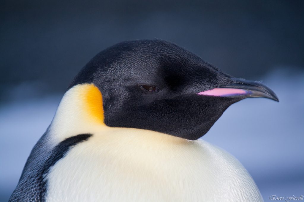 Emperor Penguin reference