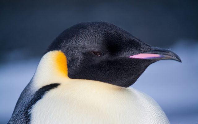 Emperor Penguin reference