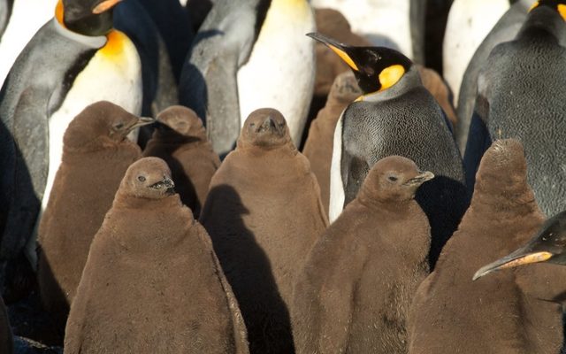 King Penguin reference