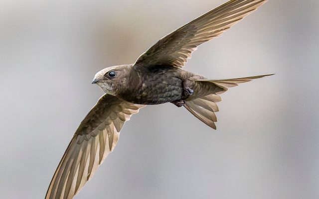 Common Swift reference
