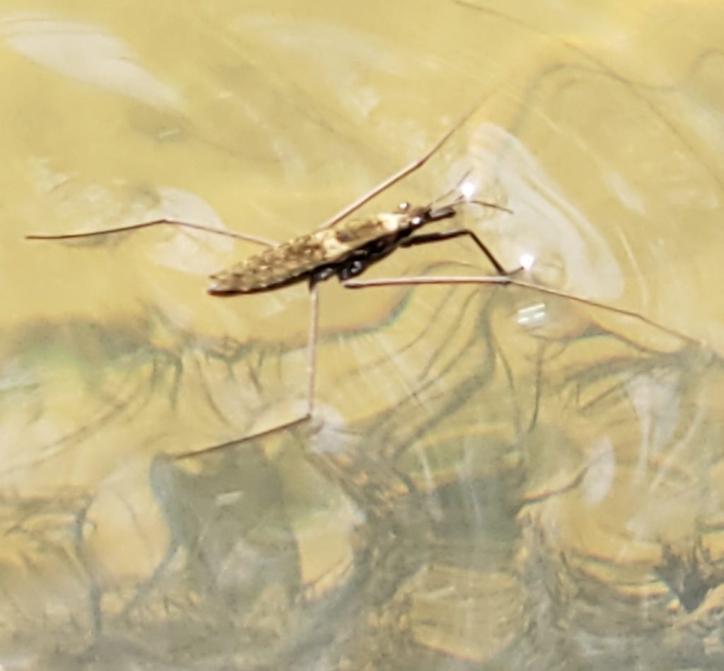 North American Common Water Strider reference