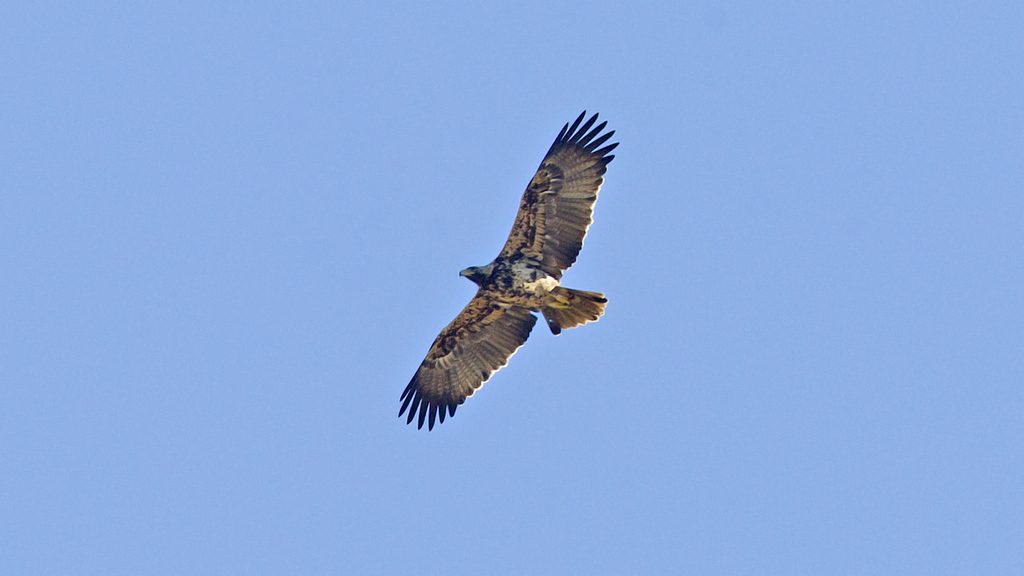 Spanish Imperial Eagle reference