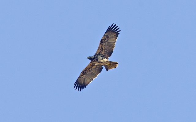Spanish Imperial Eagle reference