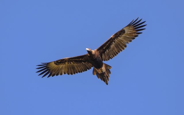 Wedge-tailed Eagle reference