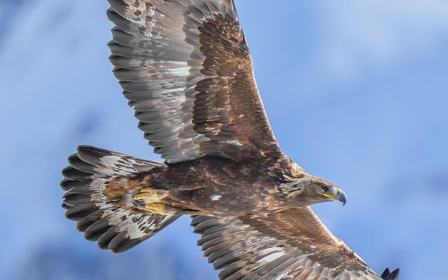 Golden Eagle reference