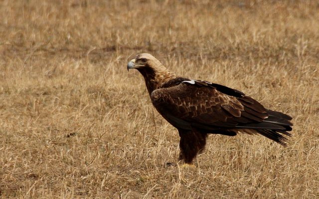Eastern Imperial Eagle reference