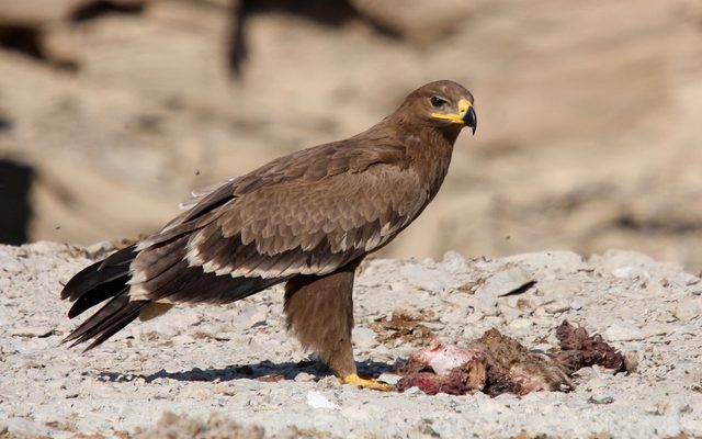 Steppe Eagle reference