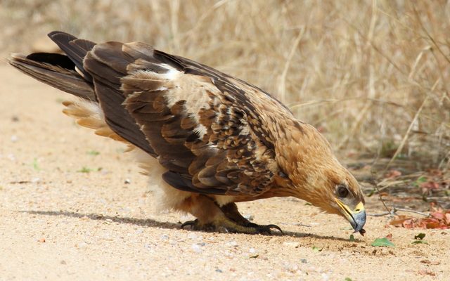 Tawny Eagle reference
