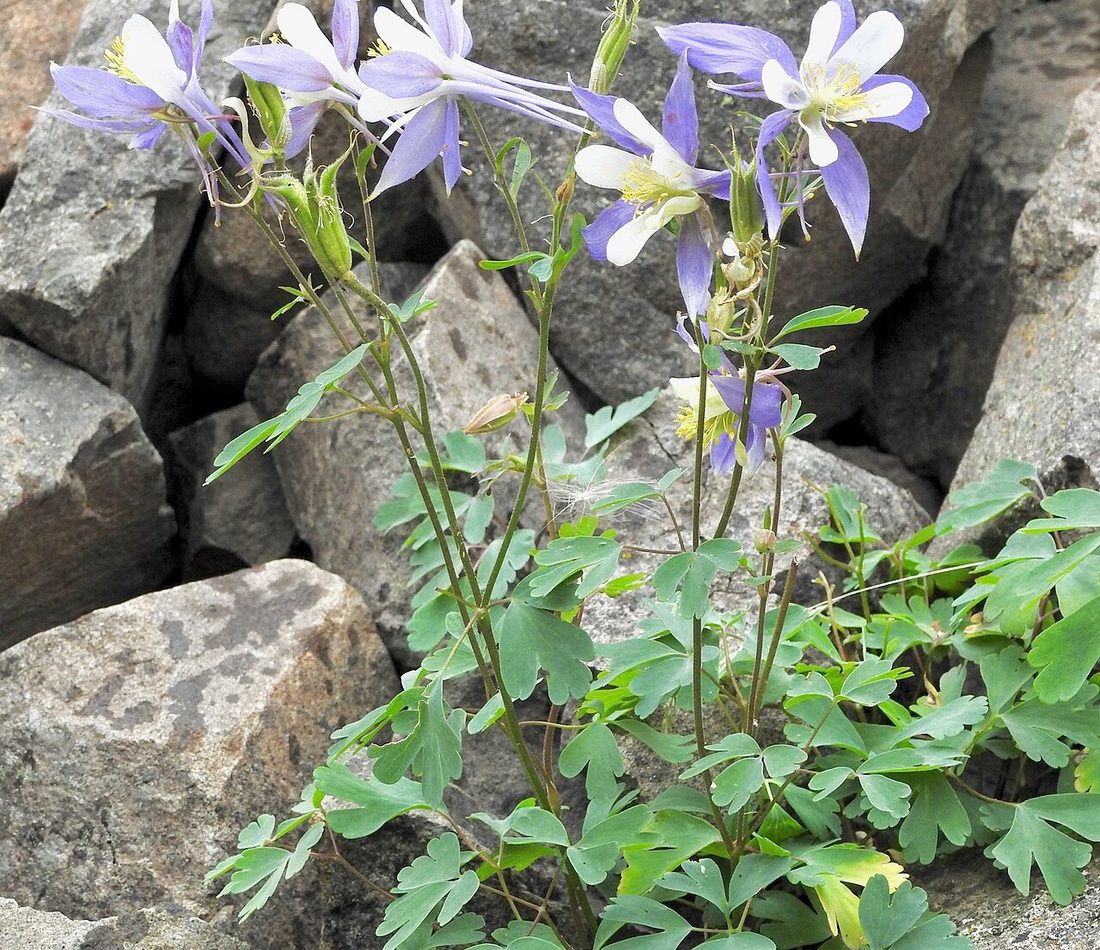 blue columbine reference