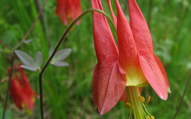 Wild Red Columbine reference
