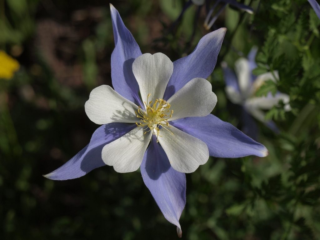 blue columbine reference
