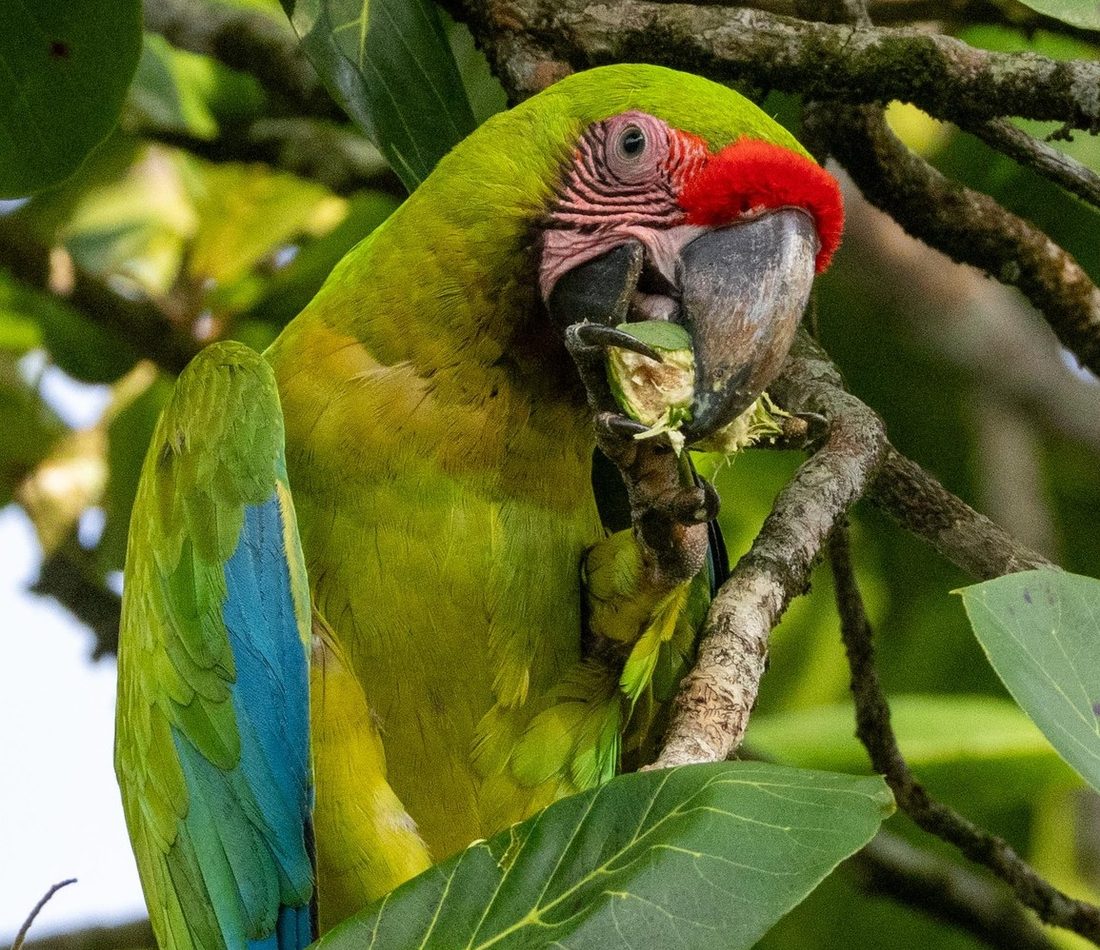Great Green Macaw reference