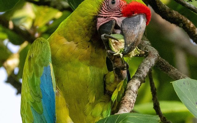 Great Green Macaw reference