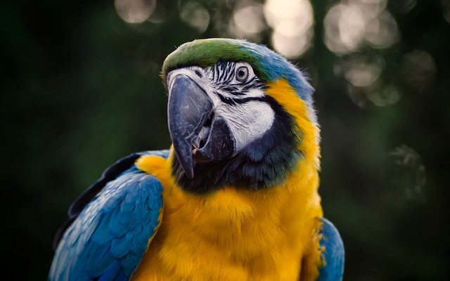 Blue-and-yellow Macaw reference