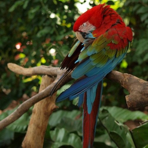 Green-winged Macaw reference