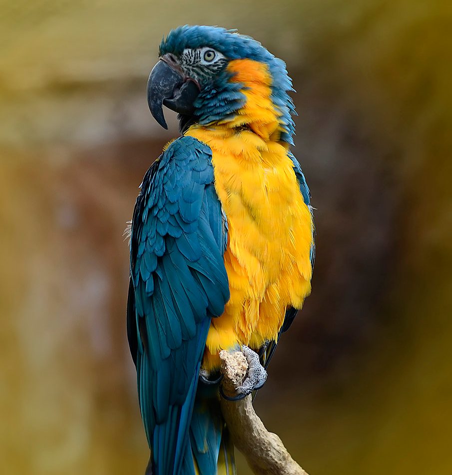 Blue-throated Macaw reference