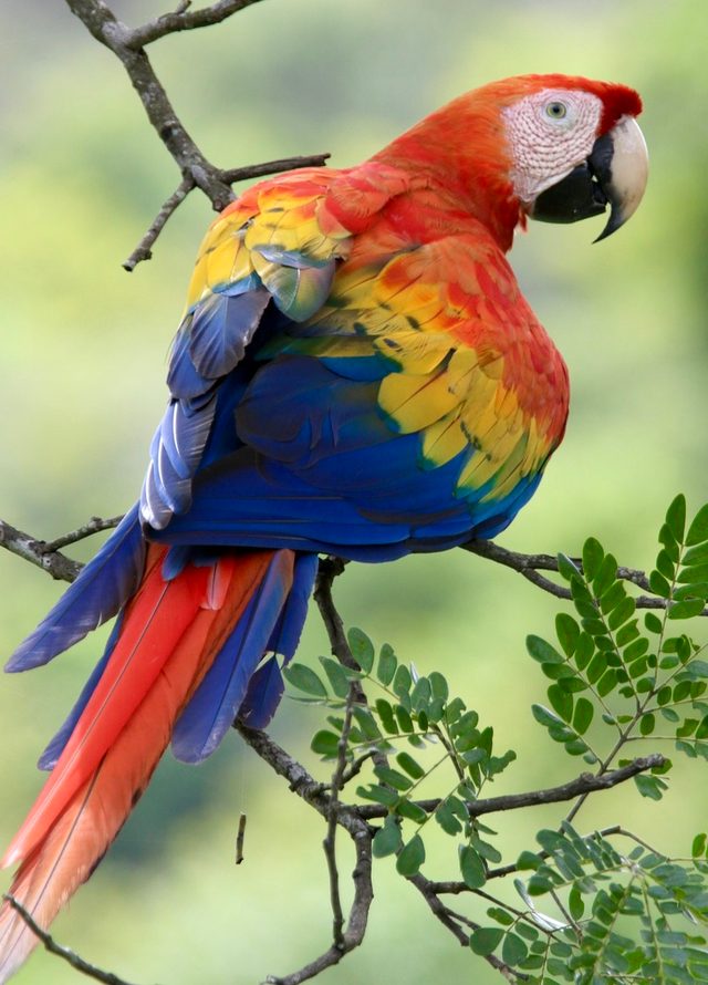 Scarlet Macaw reference