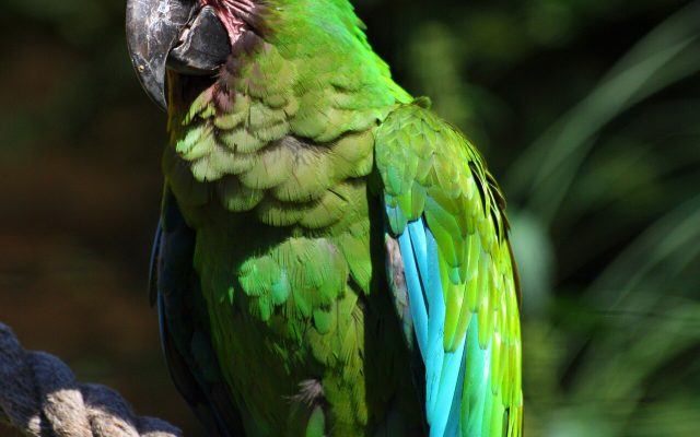 Military Macaw reference