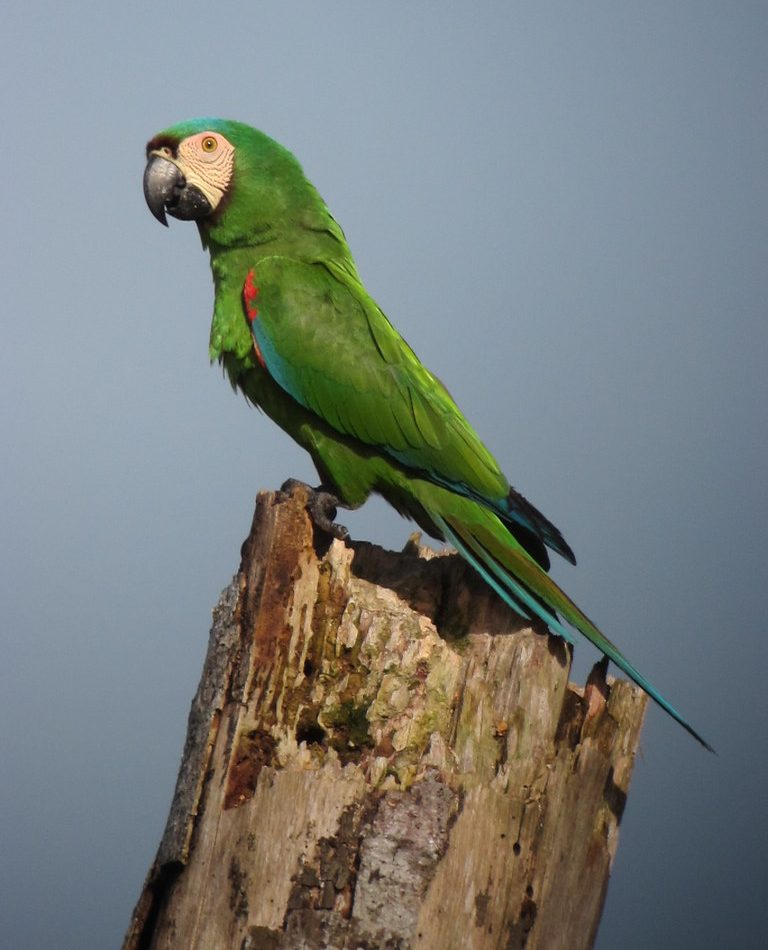 Chestnut-fronted Macaw reference