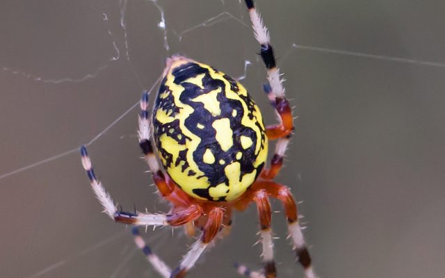 Marbled Orbweaver reference