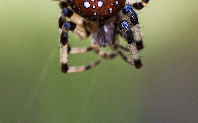 Shamrock Orbweaver reference